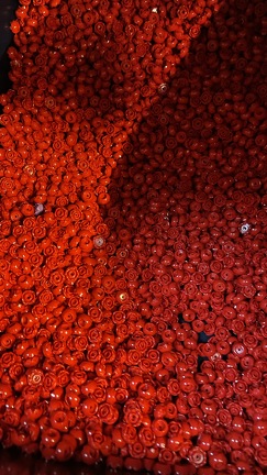 IMG 5622 (2831 visits) IMG 5622