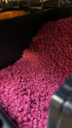 IMG 5624 (2758 visits) IMG 5624